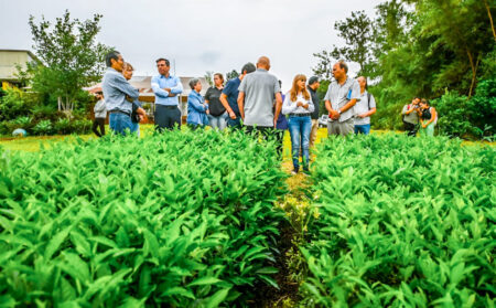 Indicación geográfica: El té argentino se posiciona en el mundo con identidad propia imagen-2