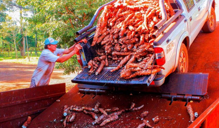 La producción de mandioca en Misiones creció un 65% en 2024 imagen-22