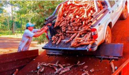 Pese a la buena cosecha 2024, la mandioca misionera se debate entre la limitada demanda interna y la competencia con la producción de países vecinos Pese a la buena cosecha 2024, la mandioca misionera se debate entre la limitada demanda interna y la competencia con la producción de países vecinos imagen-9
