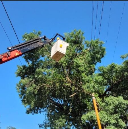 Servicio eléctrico será interrumpido en diversas zonas de Posadas por operativo de poda imagen-6