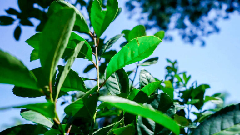 El Agro promueve la producción orgánica para una yerba mate más rentable y sostenible imagen-30