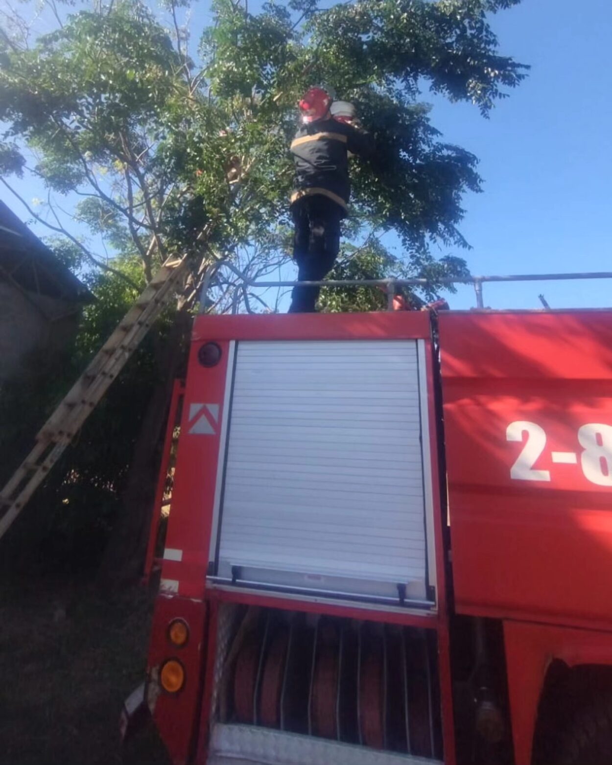 Exitoso rescate de un Oso Melero que trepó a la copa de un árbol en Hipólito Yrigoyen imagen-4