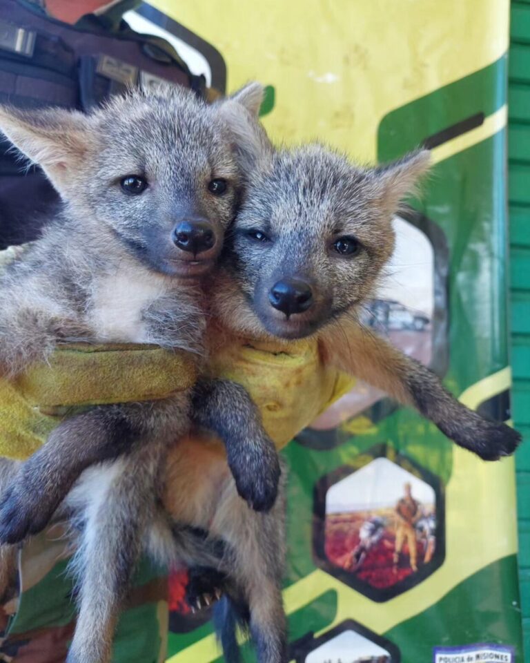 Policías rescataron a cachorros de zorro de monte en Dos de Mayo imagen-6