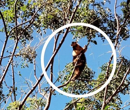 Exitoso rescate de un Oso Melero que trepó a la copa de un árbol en Hipólito Yrigoyen imagen-3