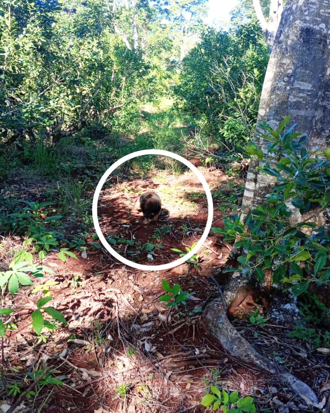 Exitoso rescate de un Oso Melero que trepó a la copa de un árbol en Hipólito Yrigoyen imagen-2