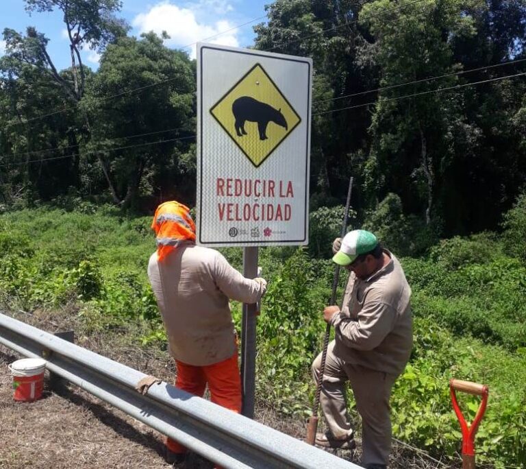 Mejoras en Seguridad Vial: La DPV implementa nueva señalización en la RP Nº 19 para proteger la fauna y mejorar la circulación imagen-6