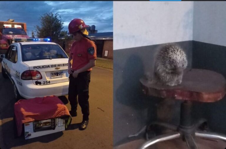 Bomberos de la Policía rescataron a un puercoespín en Itaembé Guazú imagen-33