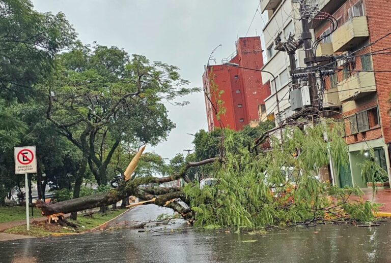 Por la caída de un árbol, cortado el tránsito por avenida Roque Sáenz Peña y calle Bolívar imagen-43