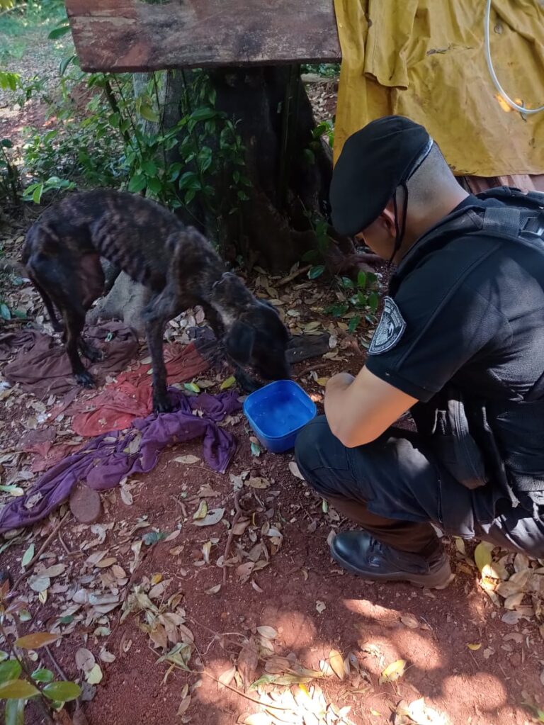 Crueldad animal: La Policía rescató a un can que estaba en pésimas condiciones en Eldorado imagen-38