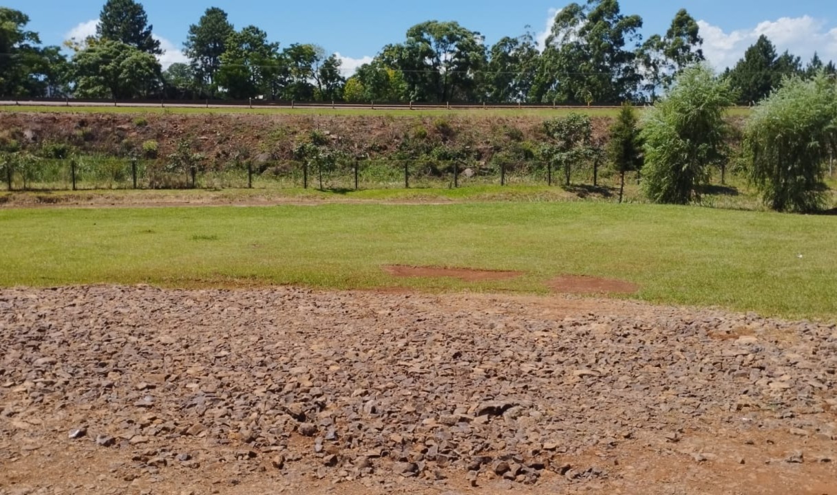 Dos de Mayo: Ecología exigió y consiguió que el Municipio plantara más de 100 árboles para compensar ejemplares que había extraído de un espacio verde imagen-2