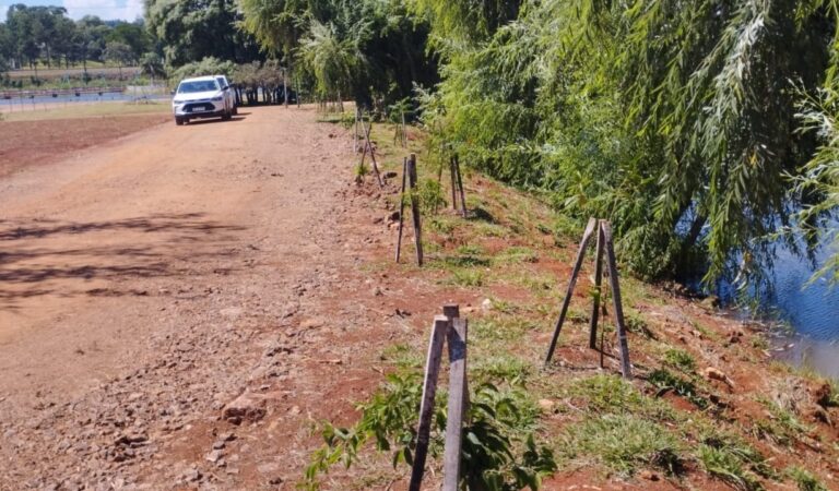 Dos de Mayo: Ecología exigió y consiguió que el Municipio plantara más de 100 árboles para compensar ejemplares que había extraído de un espacio verde imagen-5