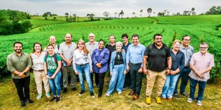 Misiones logra la indicación geográfica del té imagen-10