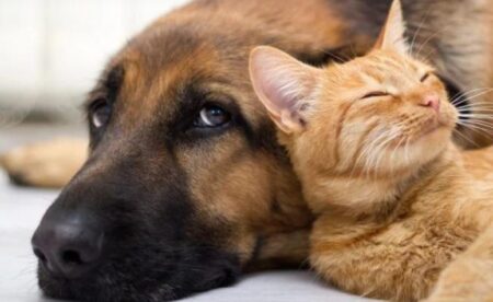 "Los animales sienten y sienten igual que nosotros", dijo el legislador que impulsa gestiones para reconocimiento de derechos en los Códigos Civil y Penal imagen-7