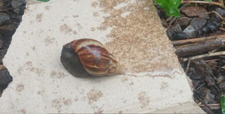 Alerta: eliminan más de 80 ejemplares de caracol gigante africano detectados en El Soberbio imagen-10