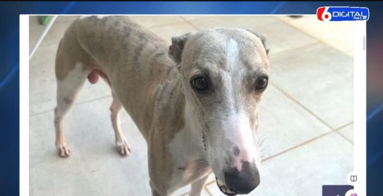 Sigue el misterio por el hallazgo de "Charly" en la Isla del Medio: "Hubo mucha solidaridad pero también gente que nos quiso estafar", dijo el dueño del galgo imagen-12