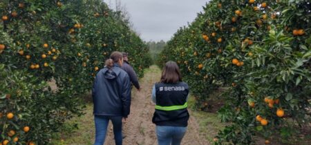 Planifican acciones para la prevención y erradicación del HLB en la provincia imagen-6