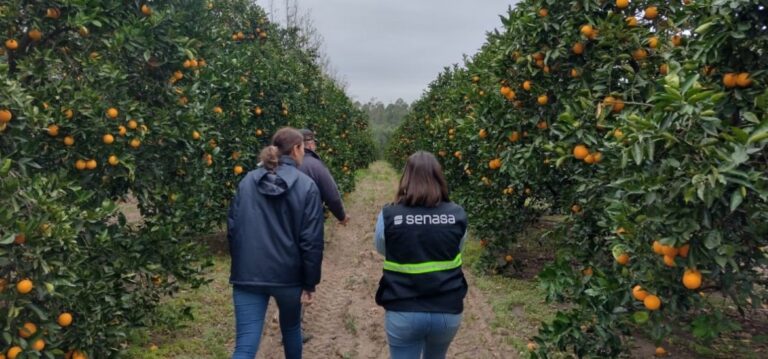 Planifican acciones para la prevención y erradicación del HLB en la provincia imagen-3