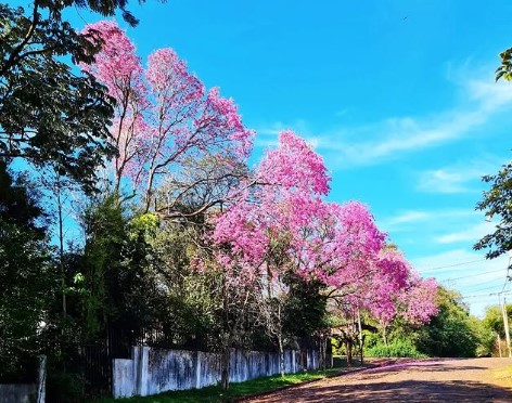 Compromiso Verde en Acción: Misiones, entre las seis provincias que compensan la Huella de la PreCOP29 con plantación de lapachos en Itaembé Porá imagen-13