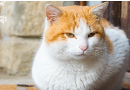 El Imusa refuerza la atención veterinaria esencial en los barrios posadeños imagen-6