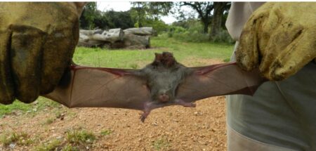 Aplican medidas de contención sanitaria por brotes de rabia paresiante en Cerro Corá y Puerto Leoni imagen-4