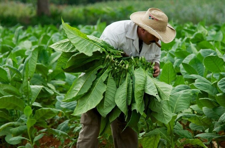 Crece la producción de tabaco orgánico con bioinsumos y proyectan la certificación imagen-16