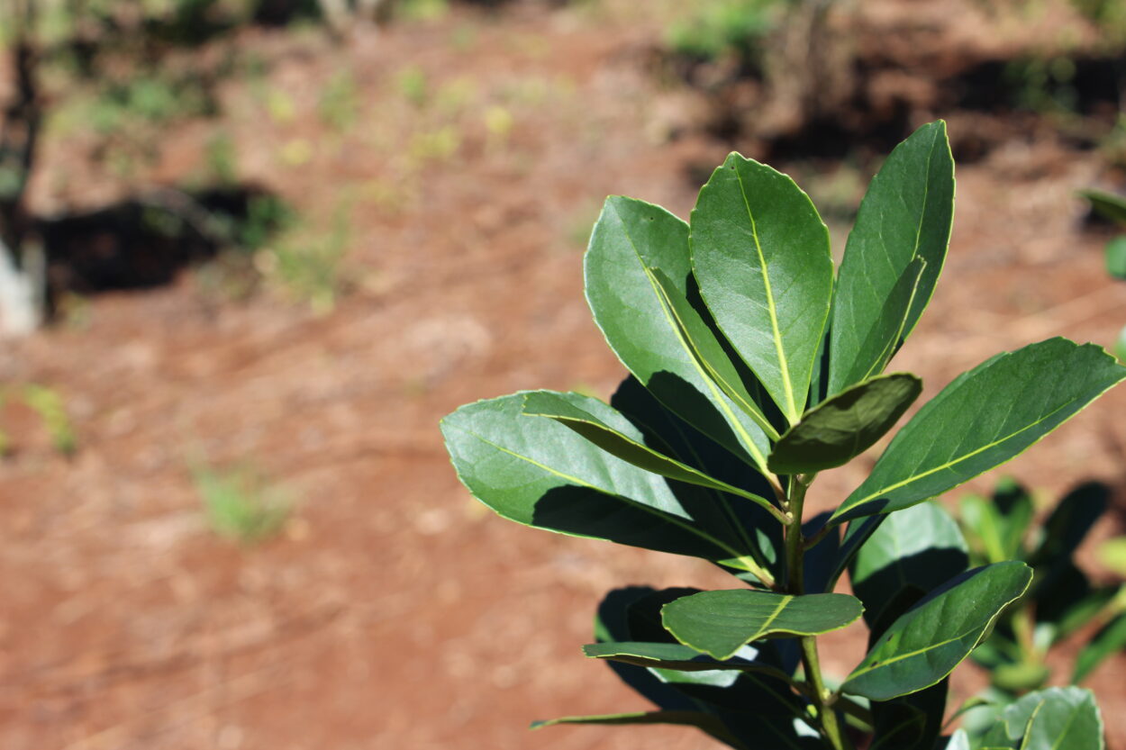 Con mayor rentabilidad que el sistema tradicional, la Yerba Mate orgánica gana terreno en Misiones imagen-2