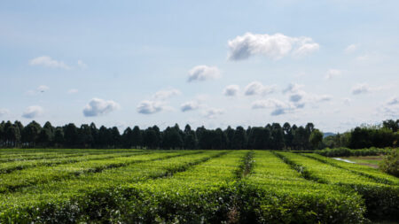 Agro Misiones proyecta consolidar el crecimiento exportador para este año imagen-5