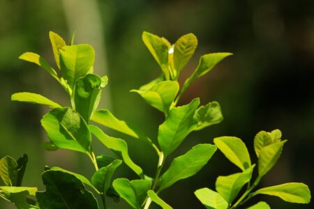 Con mayor rentabilidad que el sistema tradicional, la Yerba Mate orgánica gana terreno en Misiones imagen-2