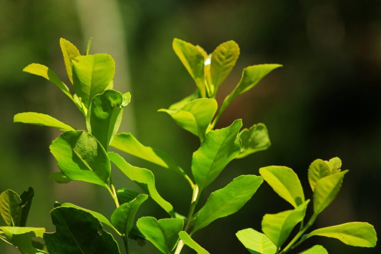 Con mayor rentabilidad que el sistema tradicional, la Yerba Mate orgánica gana terreno en Misiones imagen-8