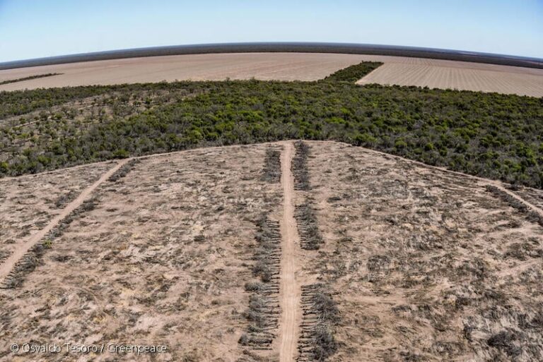 Greenpeace denunció la pérdida de 150.000 hectáreas de bosques en el norte de Argentina y advirtió que la deforestación creció un 10% durante 2024 imagen-38