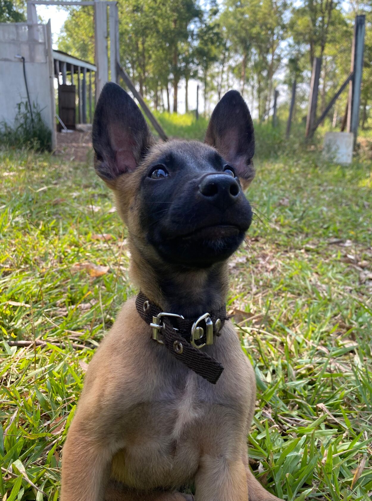 Los cachorros del SPP ya tienen nombres: Kira y Max imagen-4