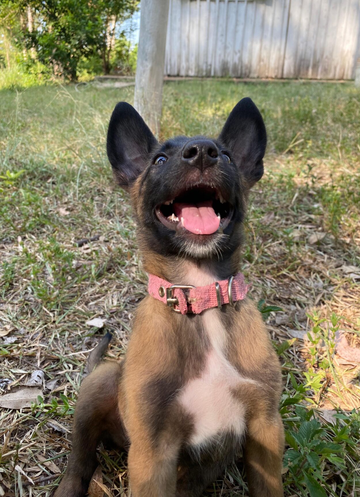 Los cachorros del SPP ya tienen nombres: Kira y Max imagen-2