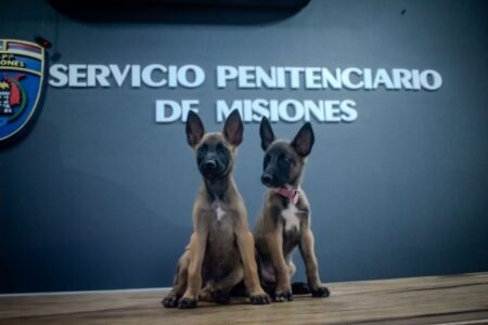 Los cachorros del SPP ya tienen nombres: Kira y Max imagen-13