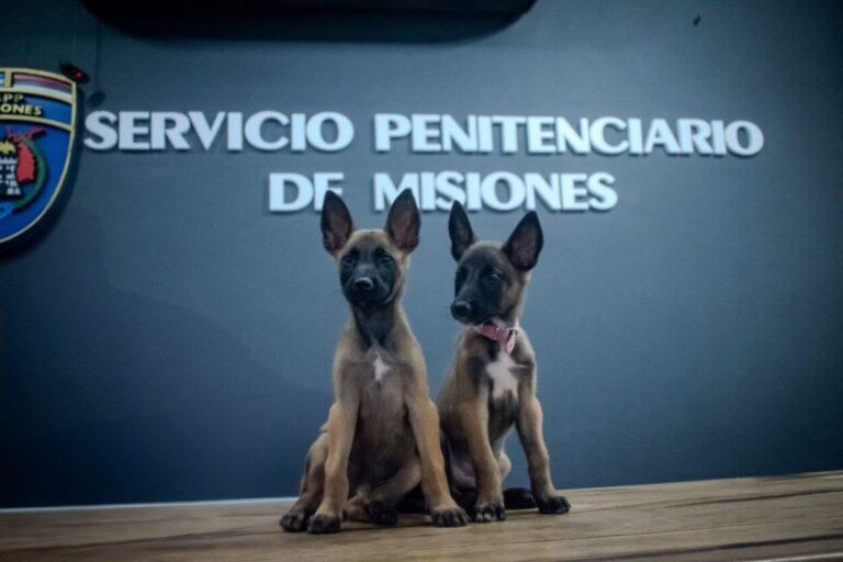 Los cachorros del SPP ya tienen nombres: Kira y Max imagen-11