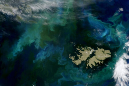 Las Islas Malvinas rodeadas de fitoplancton imagen-12