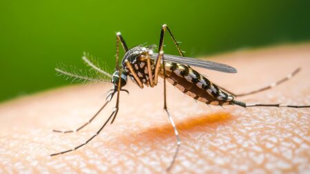 Por qué este verano parece haber menos mosquitos y qué podría ocurrir tras las lluvias imagen-2