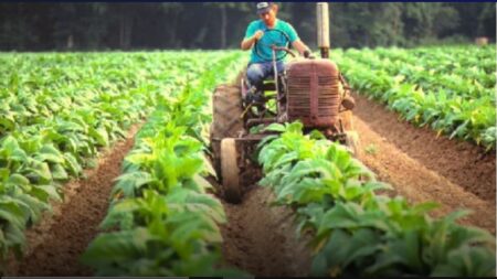 Agro: este viernes más de 9 mil tabacaleros recibirán el pago de la Caja Verde del FET imagen-7