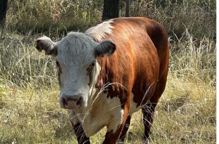 Final feliz para “Valiente”, la vaca que saltó de un camión que iba rumbo a un matadero en el Sur del conurbano bonaerense imagen-5