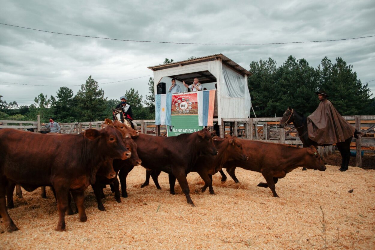 El Gobierno provincial continúa sosteniendo a la Misiones productiva y apuesta a su crecimiento con políticas eficientes, destacan imagen-6