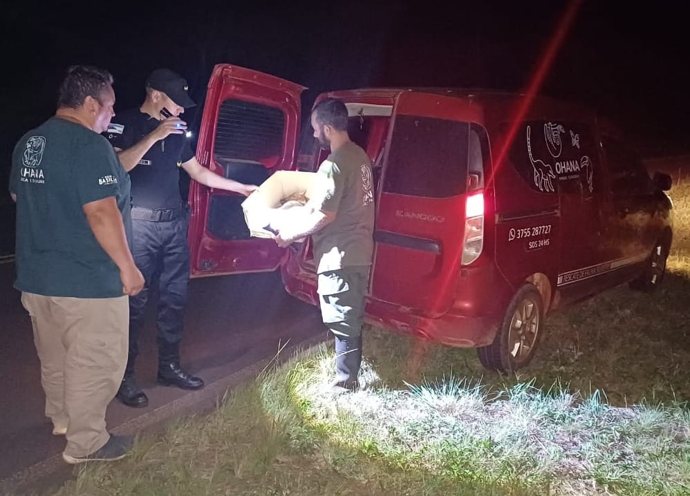 Policías de Alberdi rescataron un zorro que yacía lesionado sobre ruta provincial 5 imagen-2