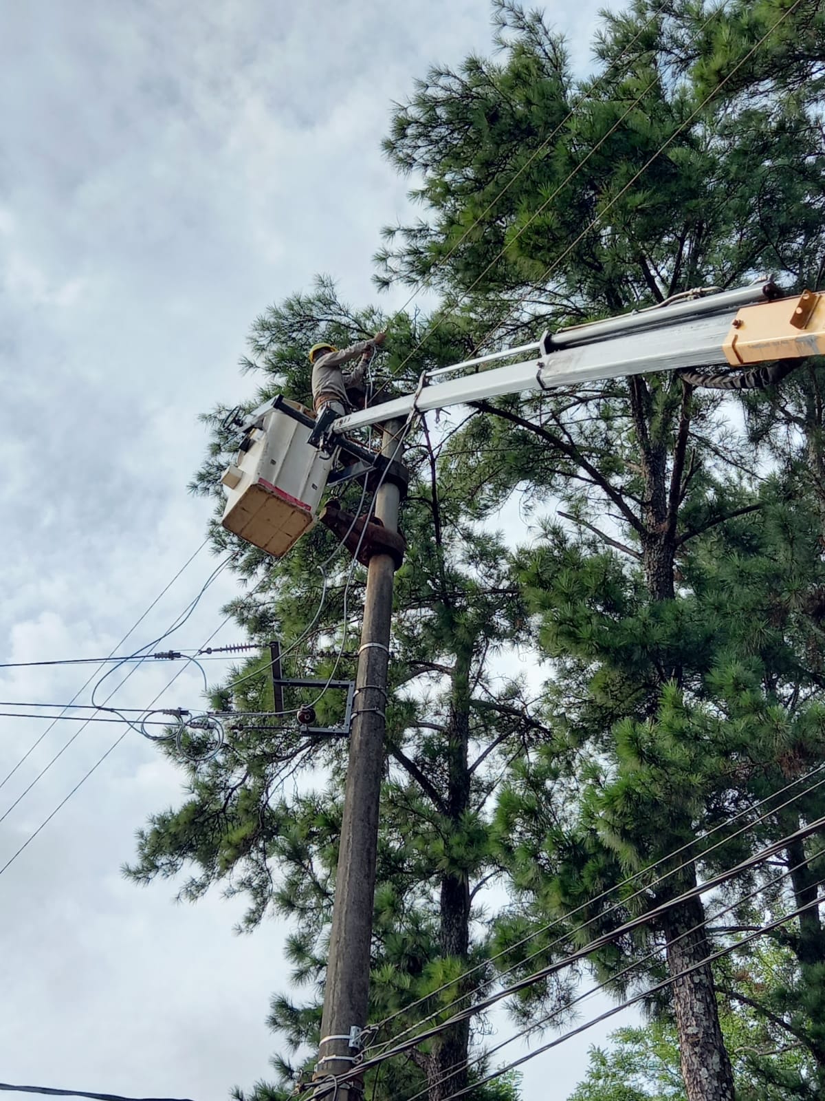 Energía de Misiones trabaja en el despeje de más de 160 km de líneas troncales imagen-4