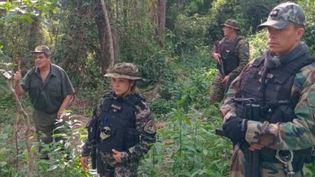 Investigan un grave hecho de apeo ilegal de madera nativa en el Parque Provincial Piñalito imagen-11