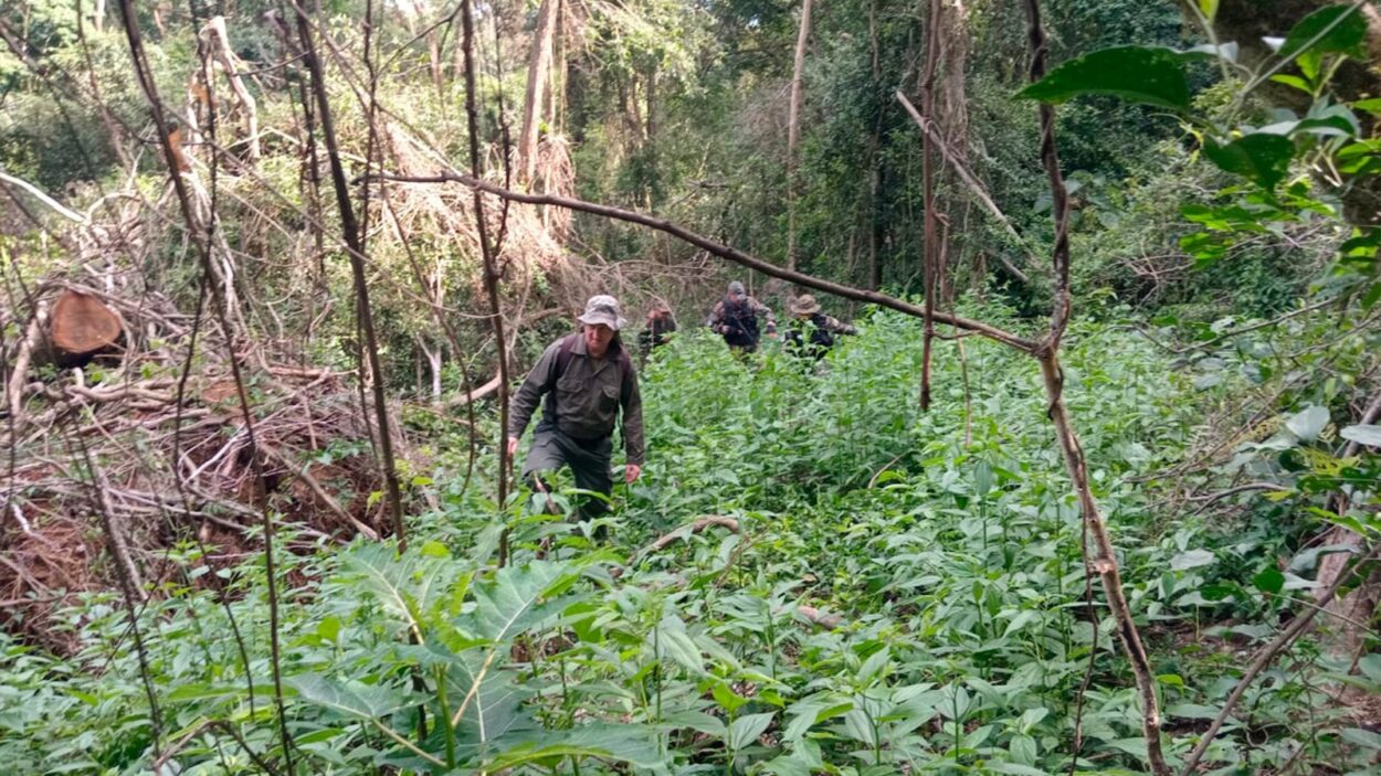 Investigan un grave hecho de apeo ilegal de madera nativa en el Parque Provincial Piñalito imagen-2