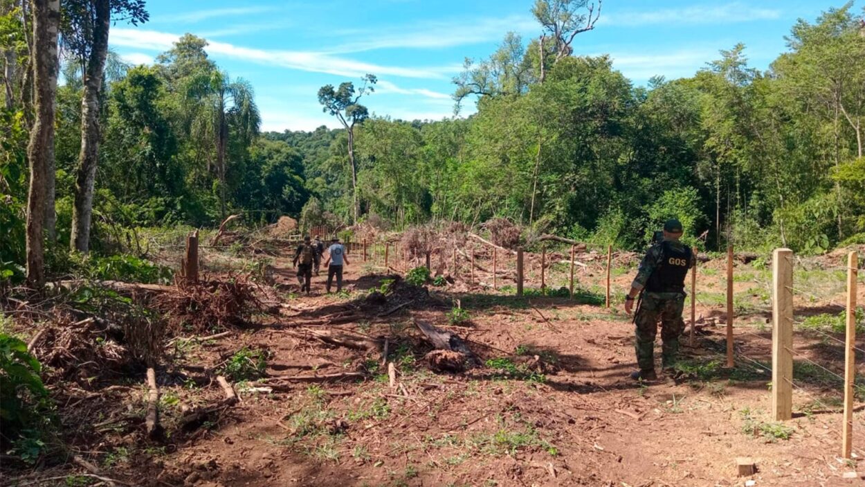 Investigan un grave hecho de apeo ilegal de madera nativa en el Parque Provincial Piñalito imagen-6