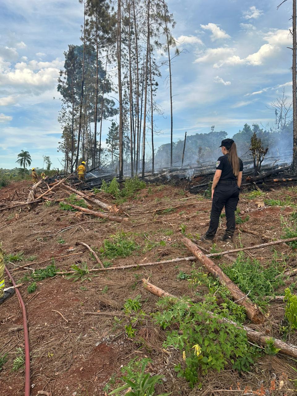 Incendios de montes y malezas en Los Helechos y Oberá no registraron personas lesionadas imagen-6