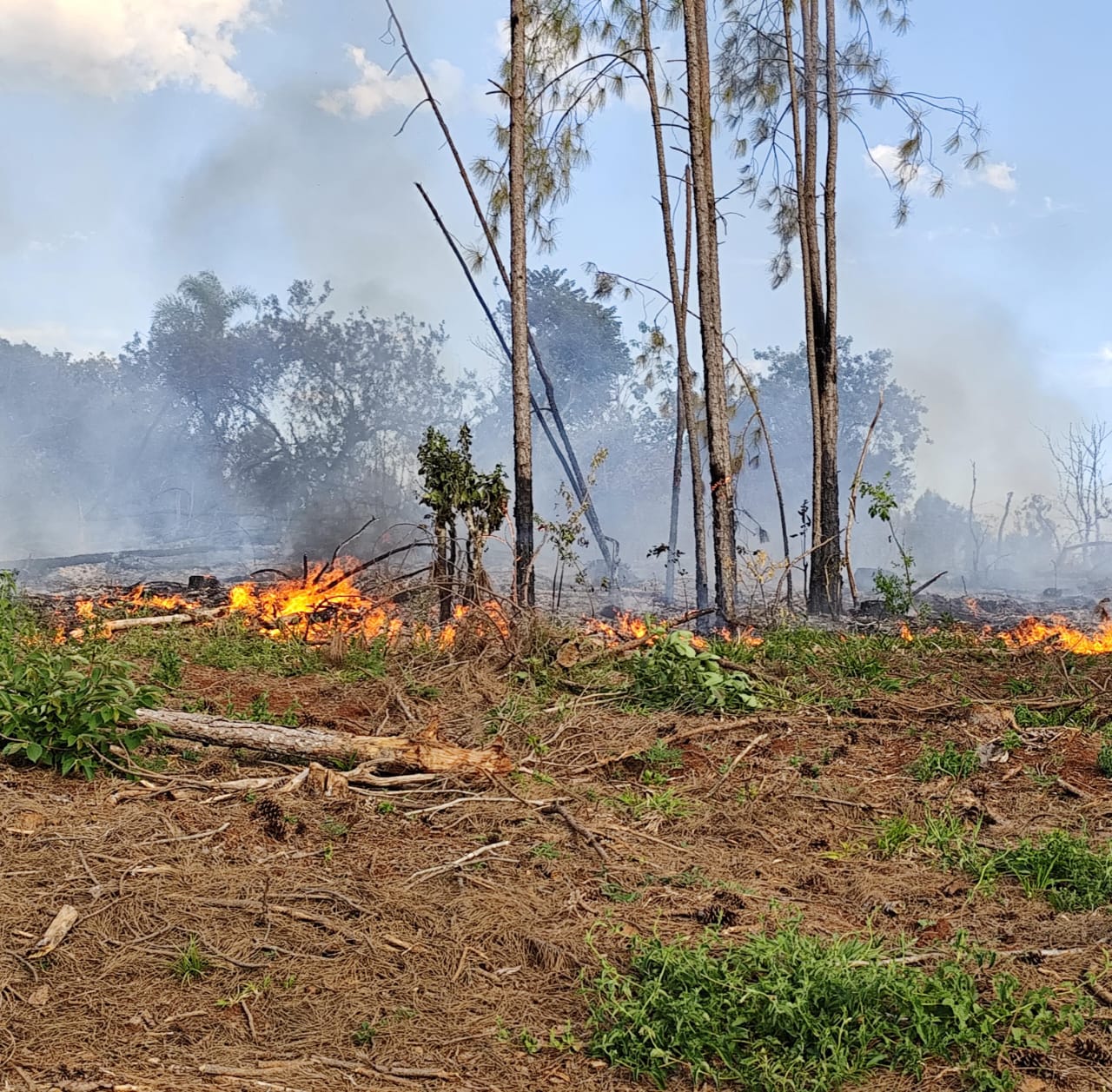 Incendios de montes y malezas en Los Helechos y Oberá no registraron personas lesionadas imagen-2