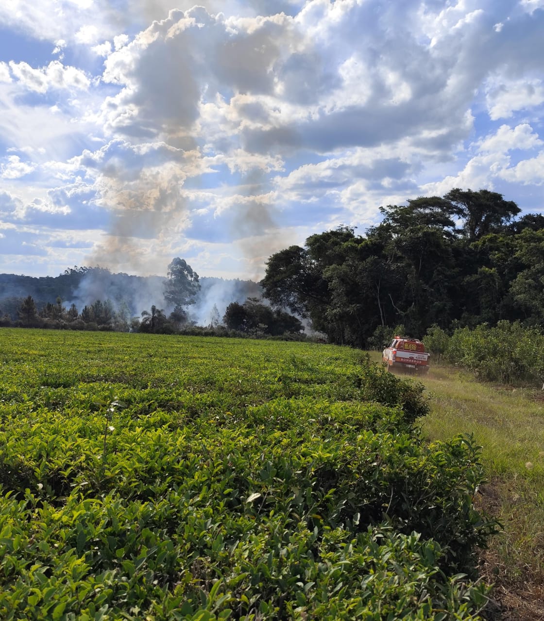 Incendios de montes y malezas en Los Helechos y Oberá no registraron personas lesionadas imagen-4