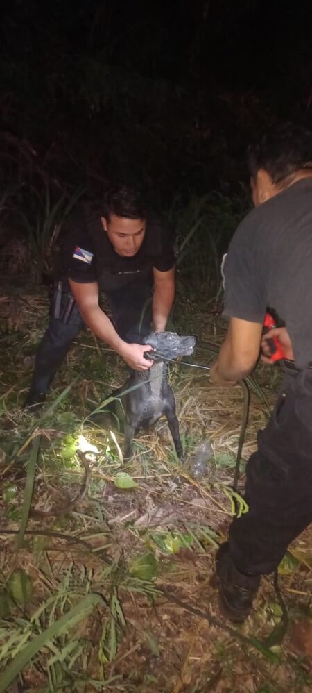 Puerto Iguazú: Efectivos rescataron a “Boris” el perro que había caído a un pozo imagen-5