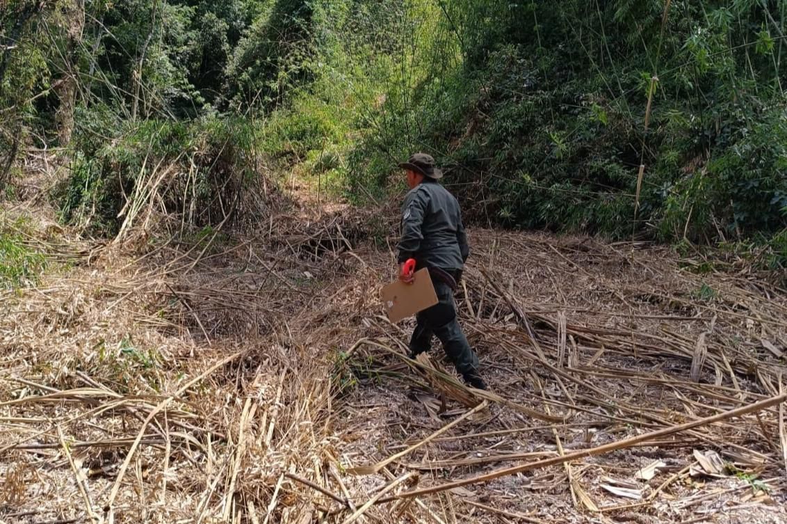 Robo de madera en Piñalito: encuentran oculta la máquina con la que habrían trasladado los rollos y apuntan a una familia de madereros imagen-4