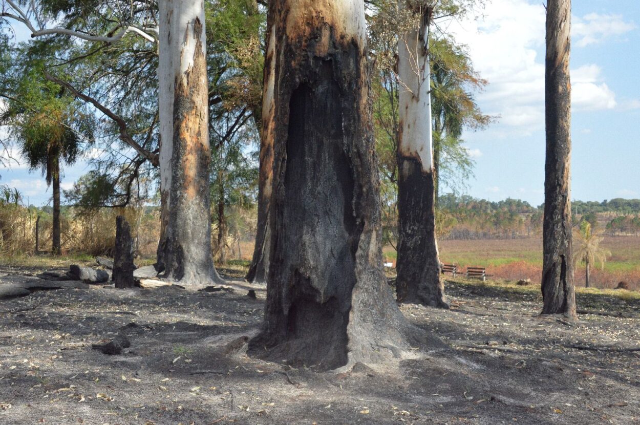 Ecología avanza en una estrategia articulada con instituciones y vecinos para prevenir incendios en ‘El Zaimán’ imagen-4